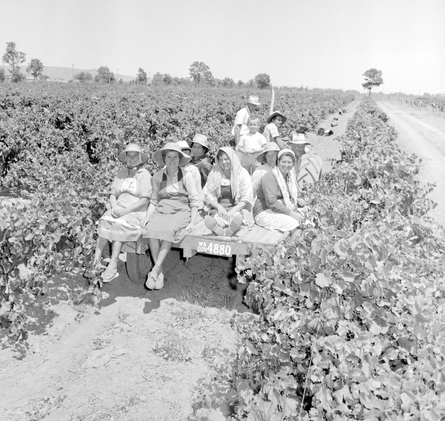 Ladies picking grapes in swan valley vineyard